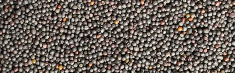 Sunflower Seed Oil