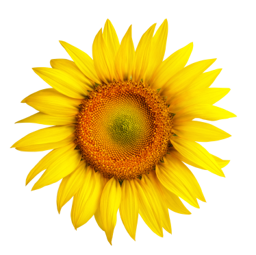 Deep Frying Sunflower Oil