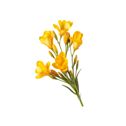 Refined Rapeseed Oil