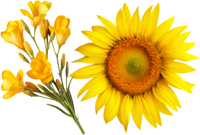 Refined Sunrap Blend Oil