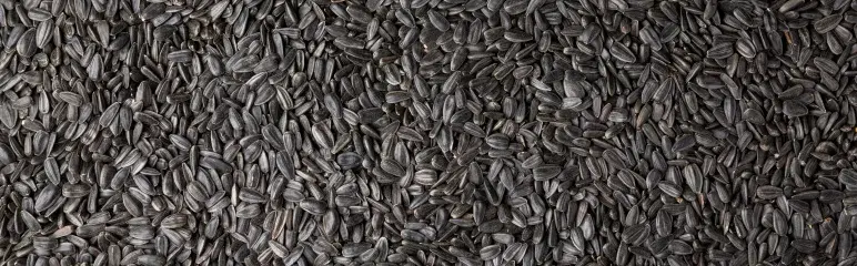 Sunflower Seed Oil